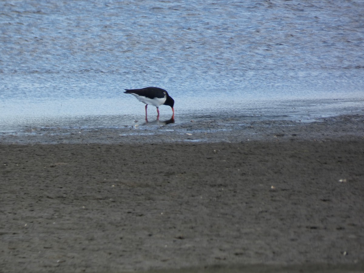 Pied Oystercatcher - ML644718162