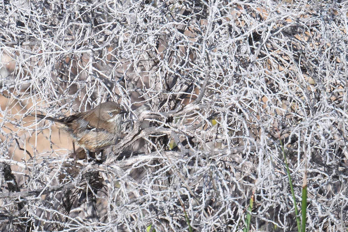 Benekli Serikornis - ML644718172