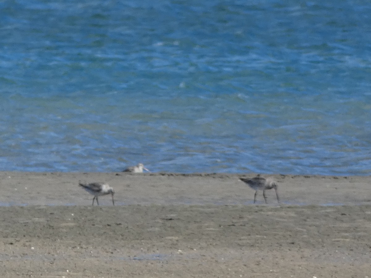 Bar-tailed Godwit - ML644718175