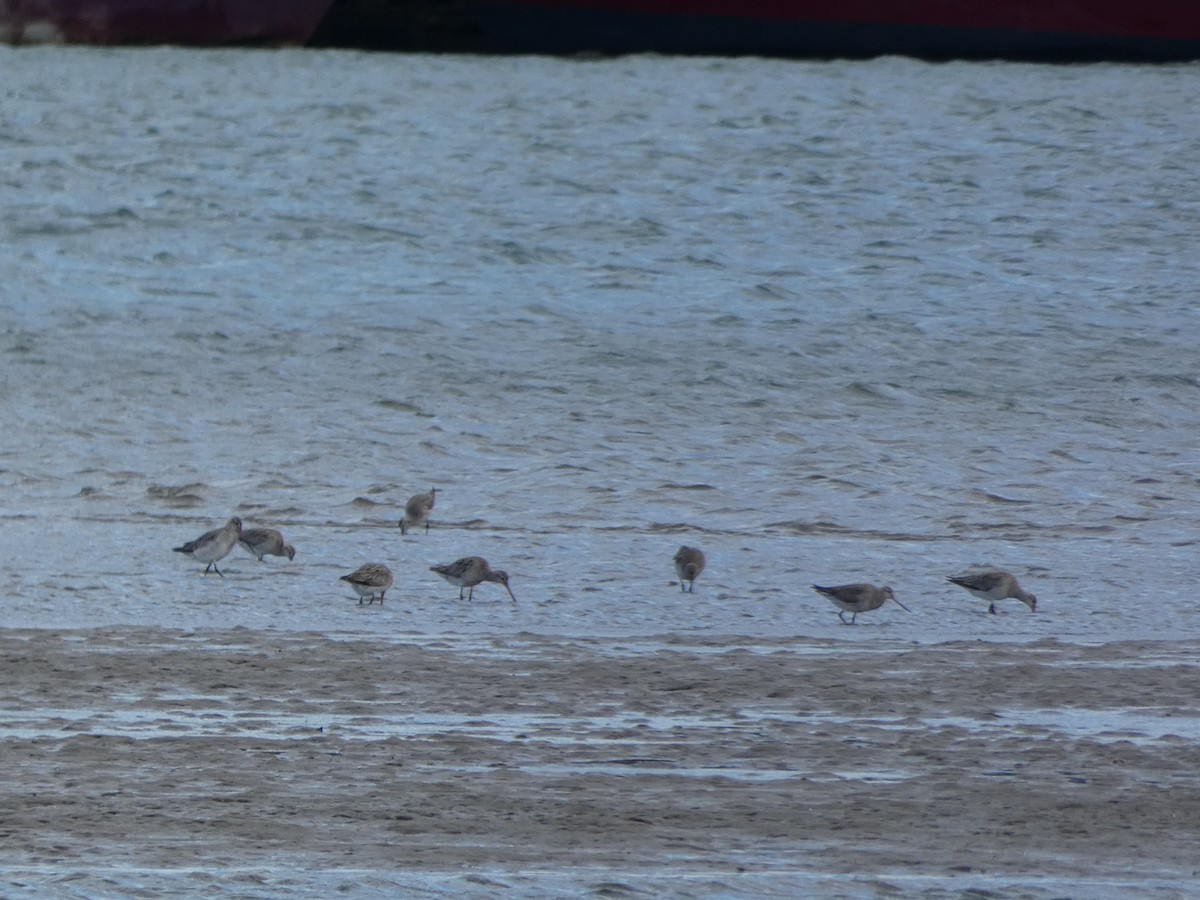 Bar-tailed Godwit - ML644718176