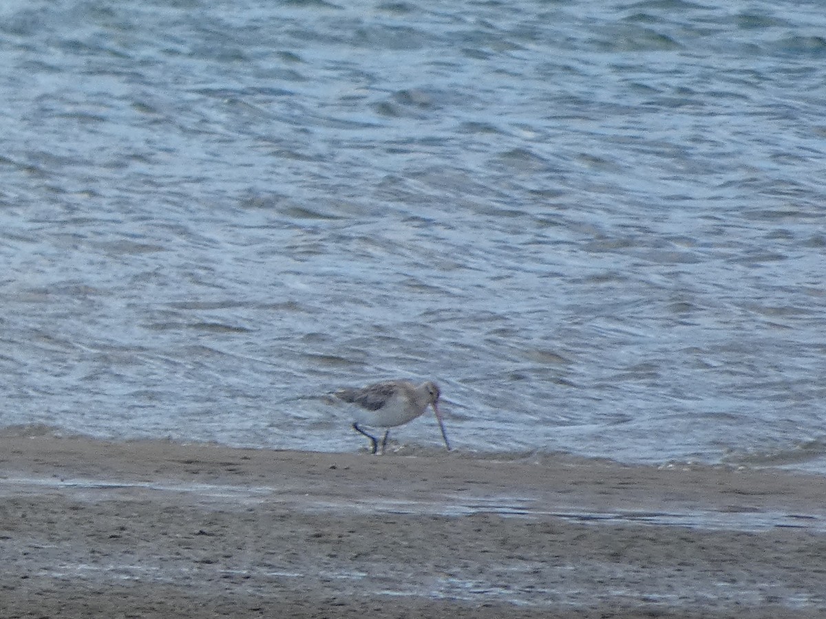 Bar-tailed Godwit - ML644718177