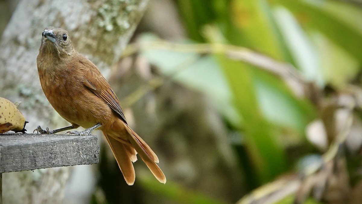 Красношапочная танагра - ML644718181