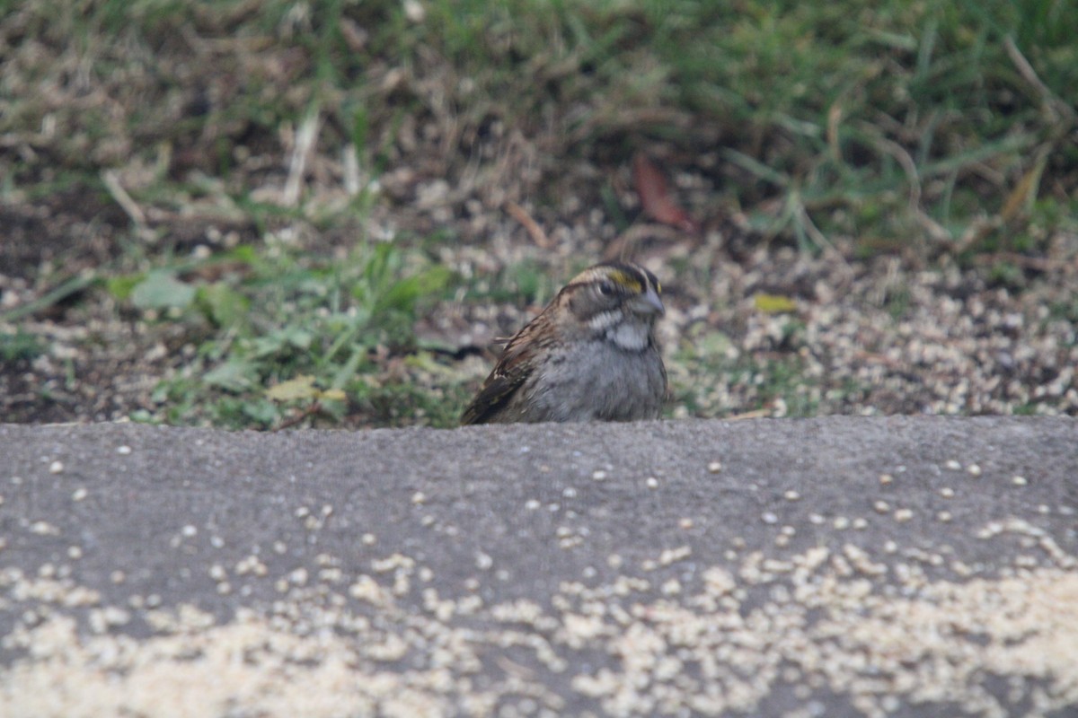 strnadec bělohrdlý - ML644718183