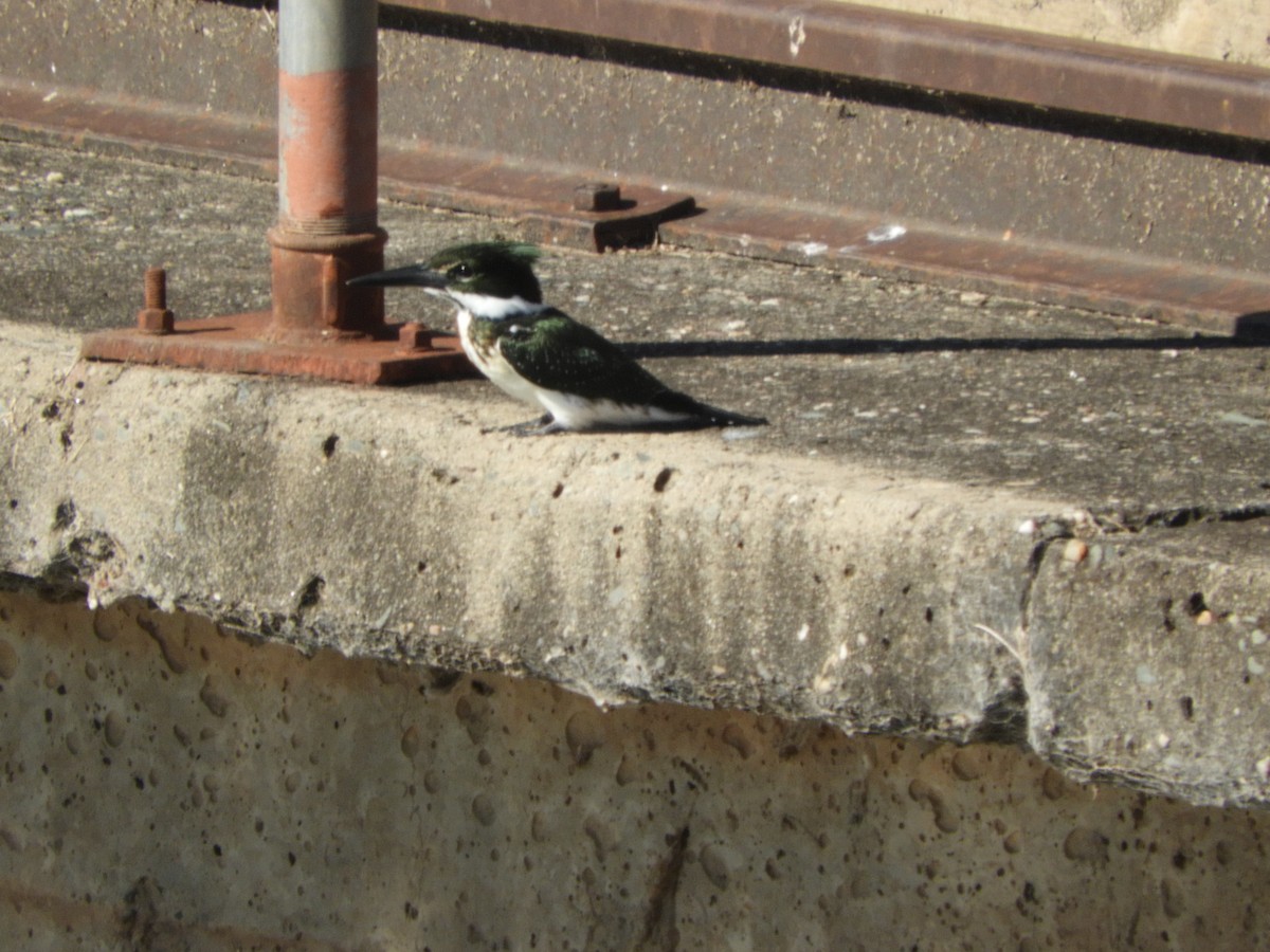 rybařík amazonský - ML644718185