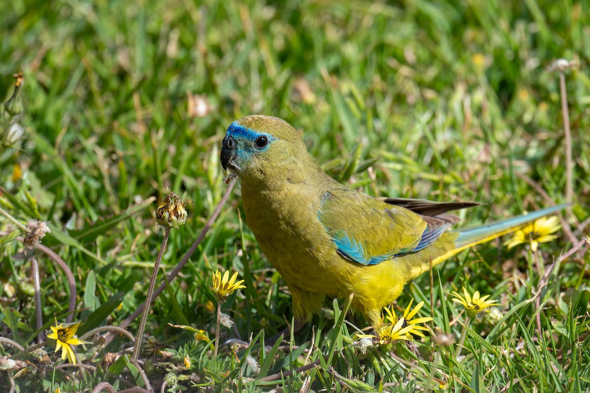 neoféma skalní - ML644718186