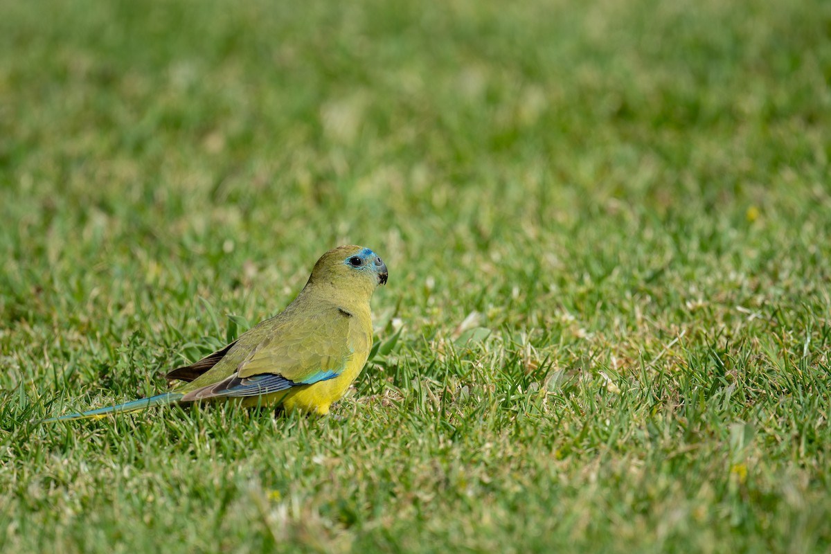 neoféma skalní - ML644718187