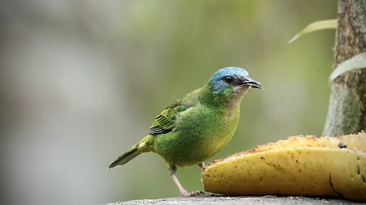 Blue Dacnis - ML644718188