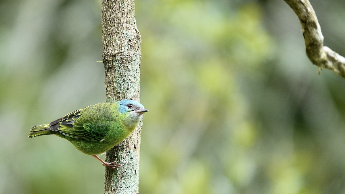 Blue Dacnis - ML644718190