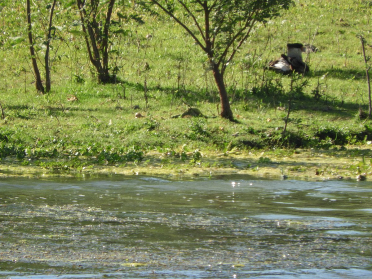 karančo jižní - ML644718191