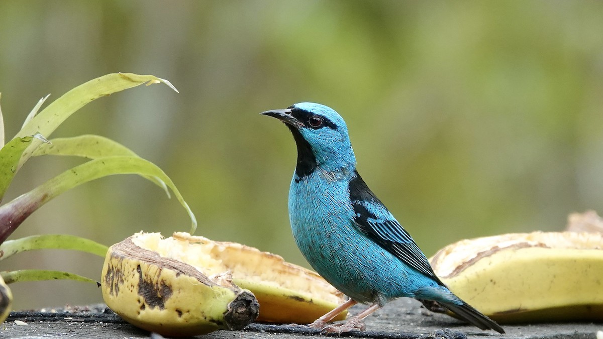 Blue Dacnis - ML644718192