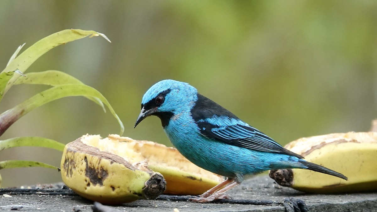 Blue Dacnis - ML644718193