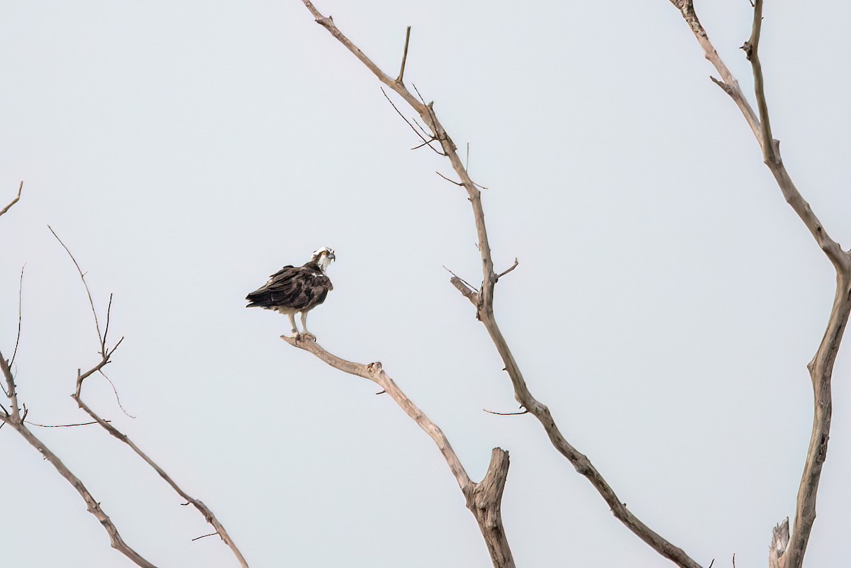 orlovec říční - ML644718194