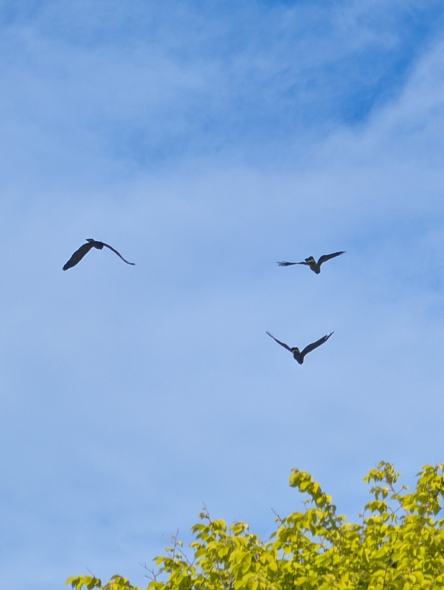 kakadu černý - ML644718195