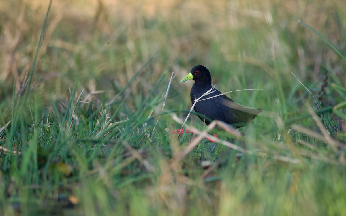chřástal žlutozobý - ML644718196