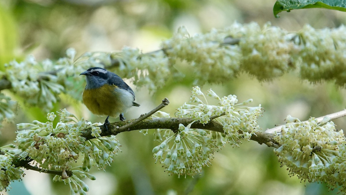 Bananaquit - ML644718198