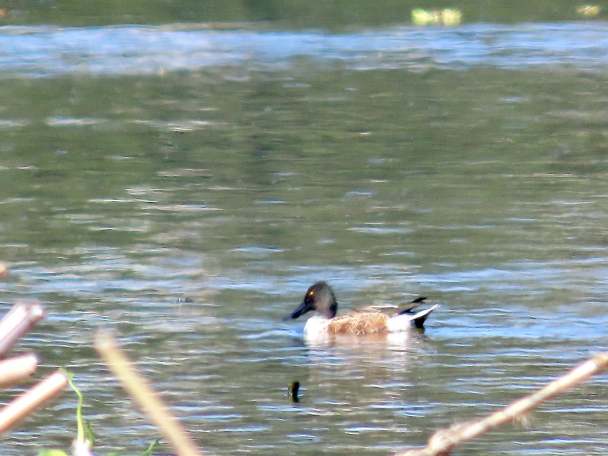 lžičák pestrý - ML644718199