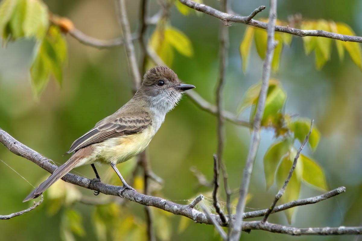 Short-crested Flycatcher - ML644718207