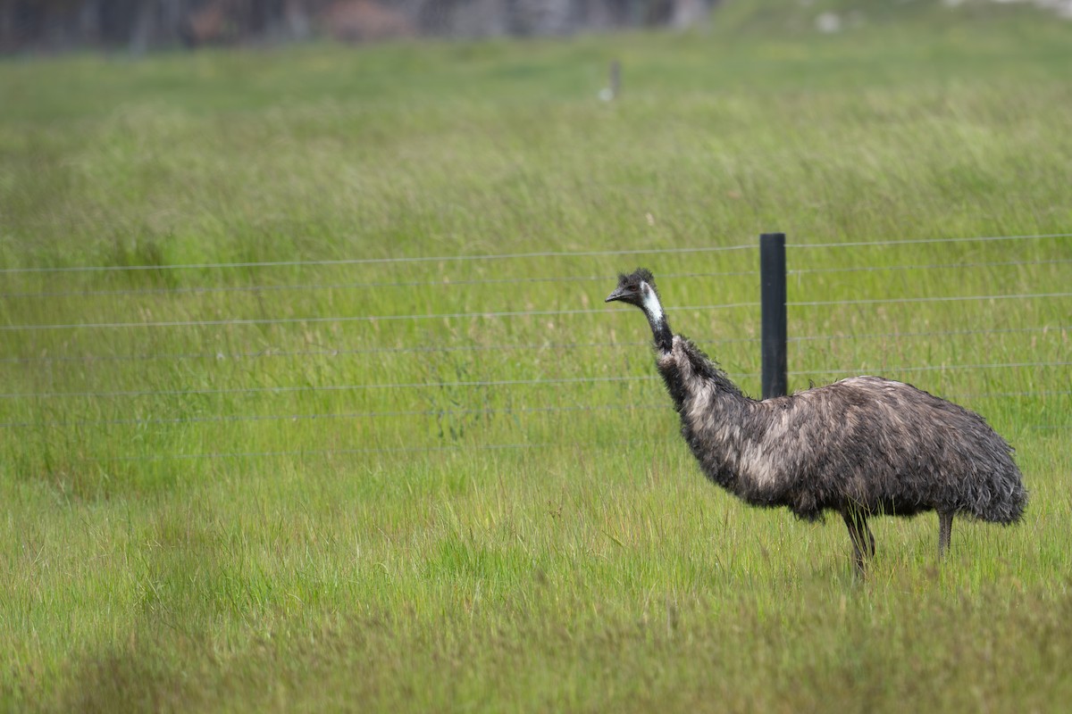 emu hnědý - ML644718208