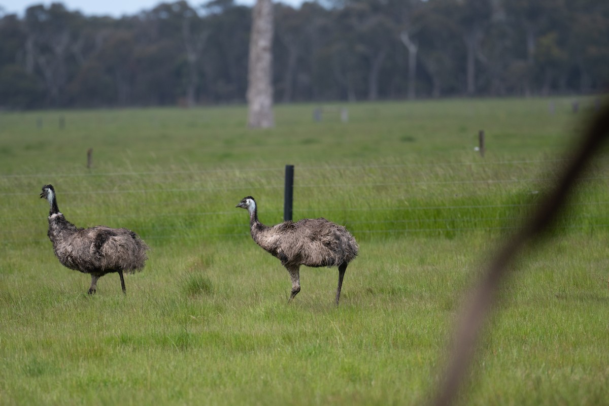 emu hnědý - ML644718209