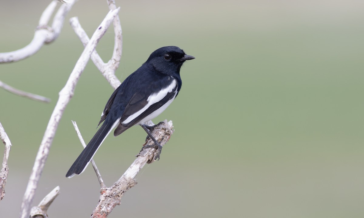 Madagascar Magpie-Robin - ML644718213