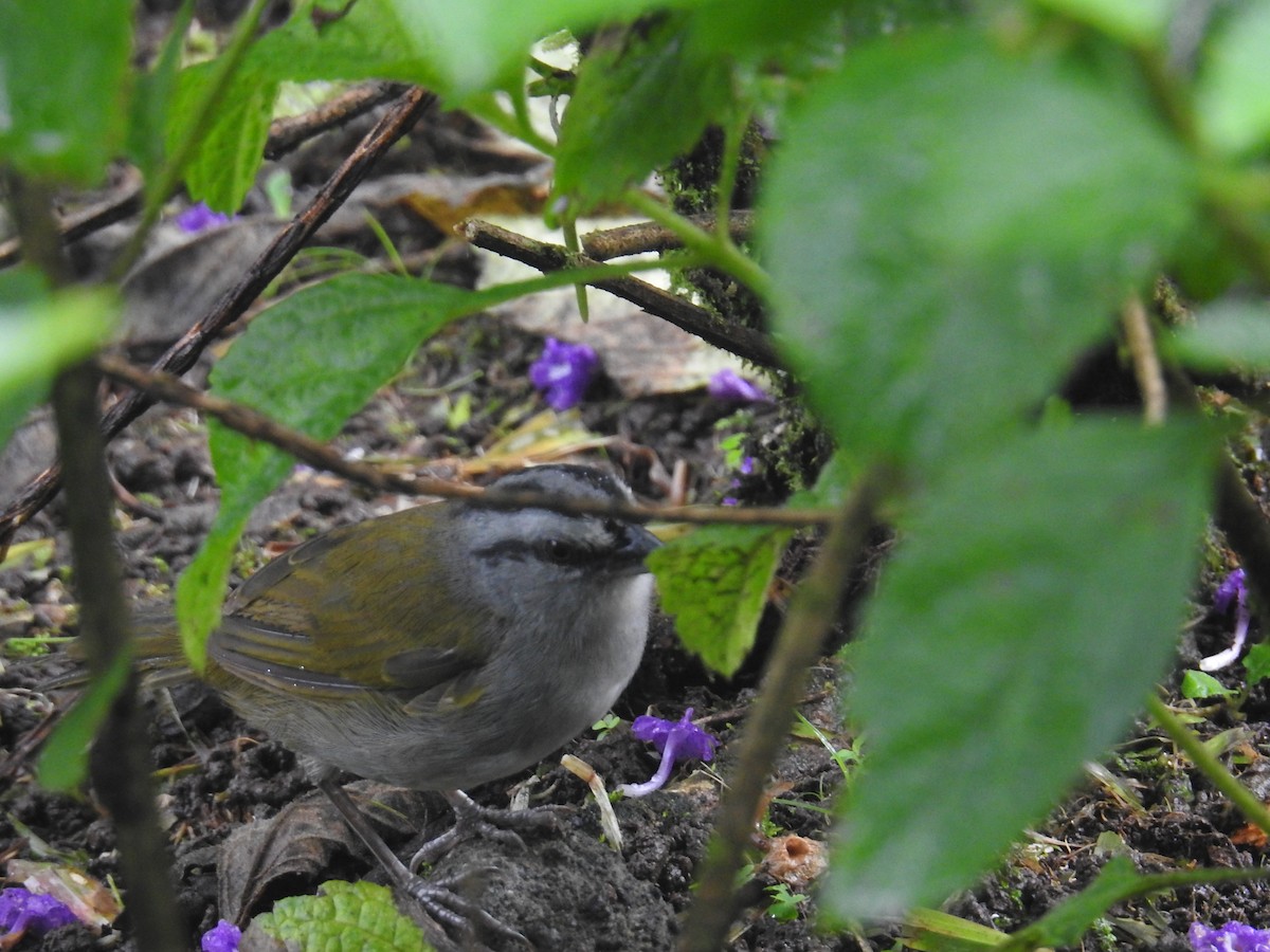 Variable Seedeater - ML644718216