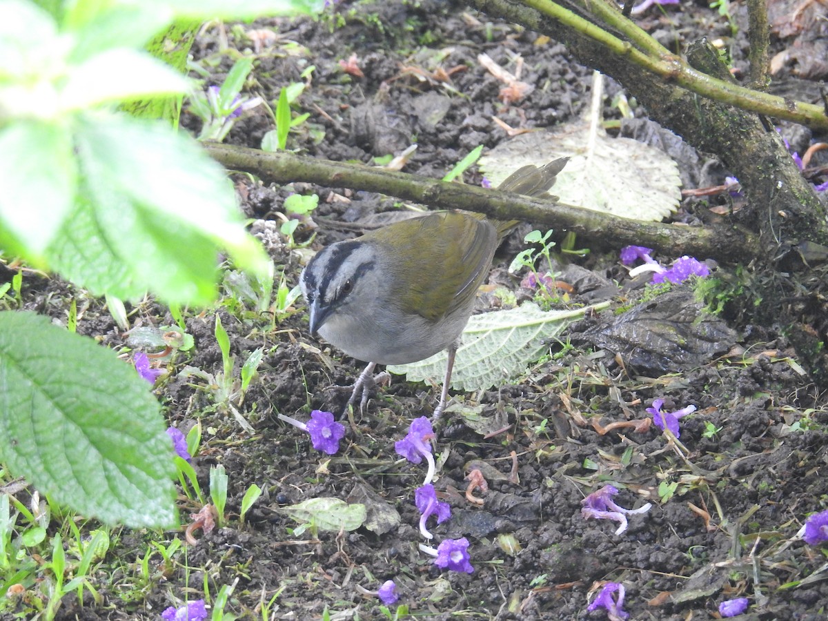 Variable Seedeater - ML644718217
