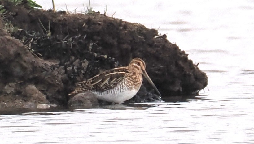 bekasina otavní - ML644718218