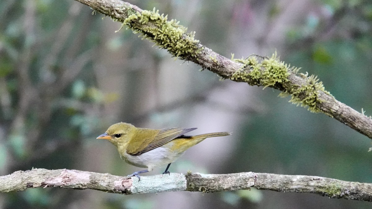 Rufous-headed Tanager - ML644718219