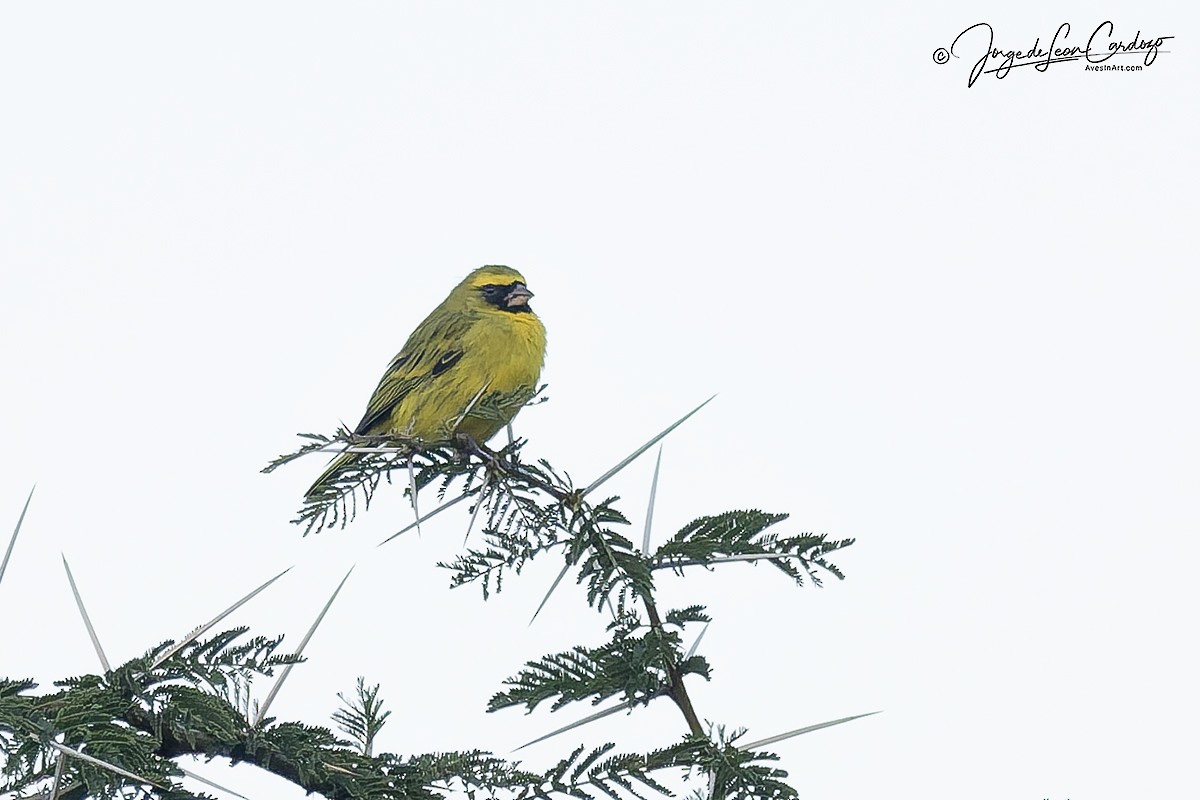 citronek africký - ML644718220