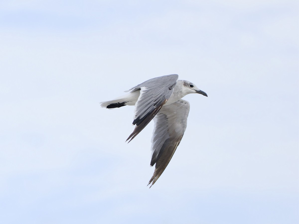 racek karibský - ML644718221