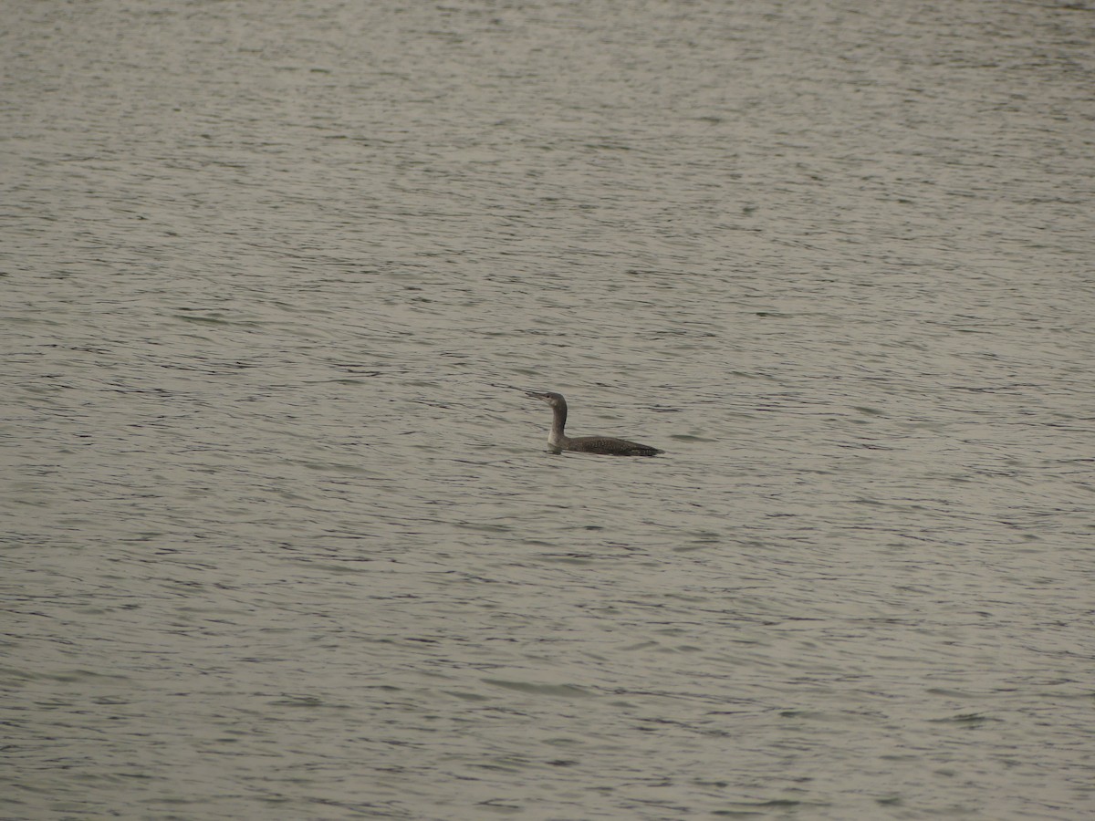 potáplice malá - ML644718226