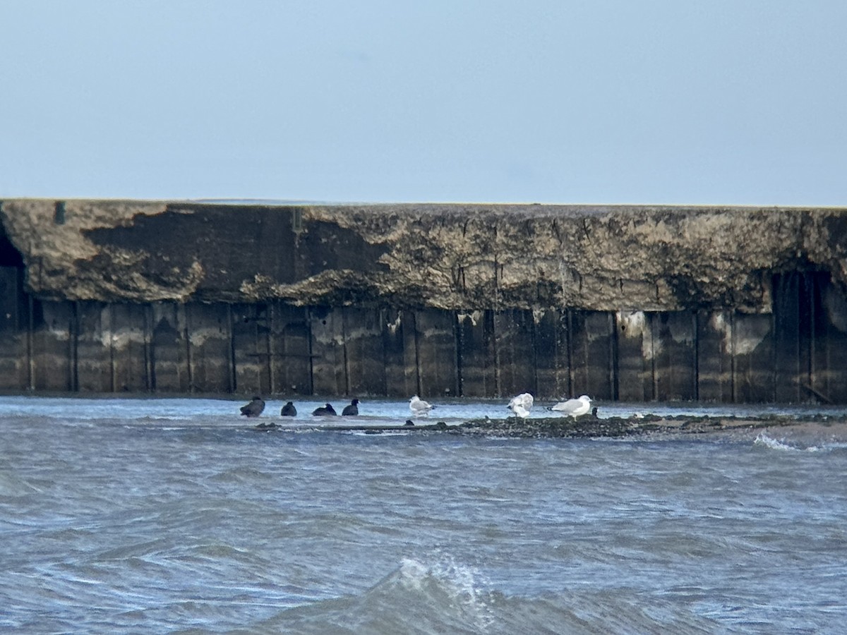 lyska americká - ML644718228