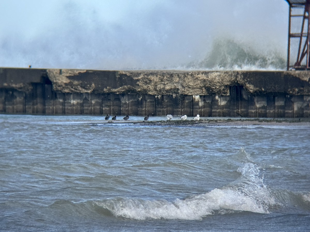 lyska americká - ML644718229