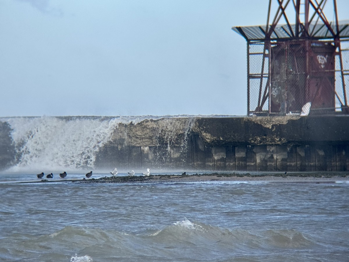 lyska americká - ML644718230