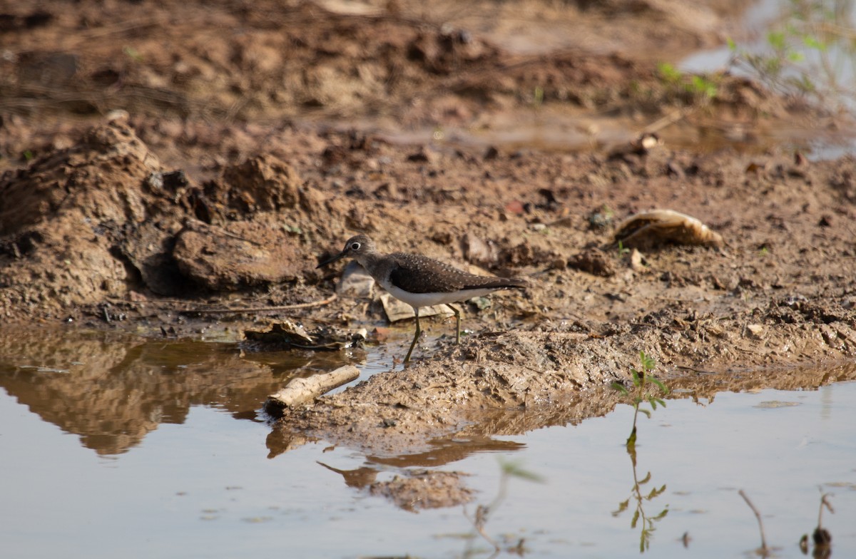 eremittsnipe - ML644718244