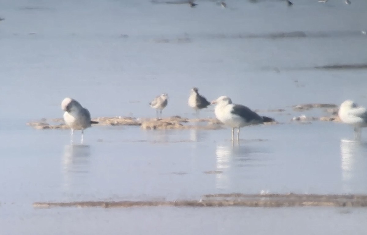 Heringsmöwe - ML644718245