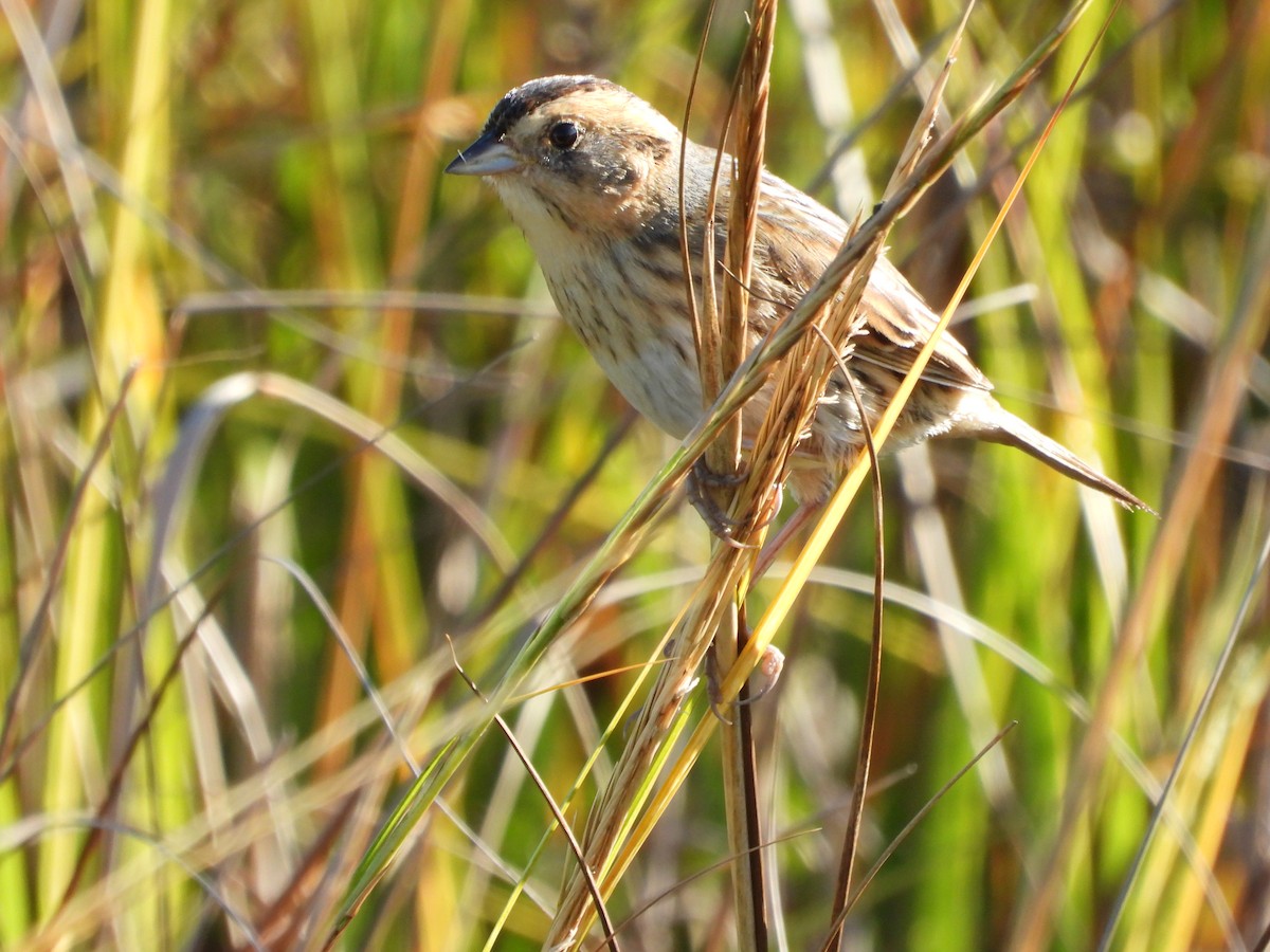 Nelson's Sparrow - ML644718248