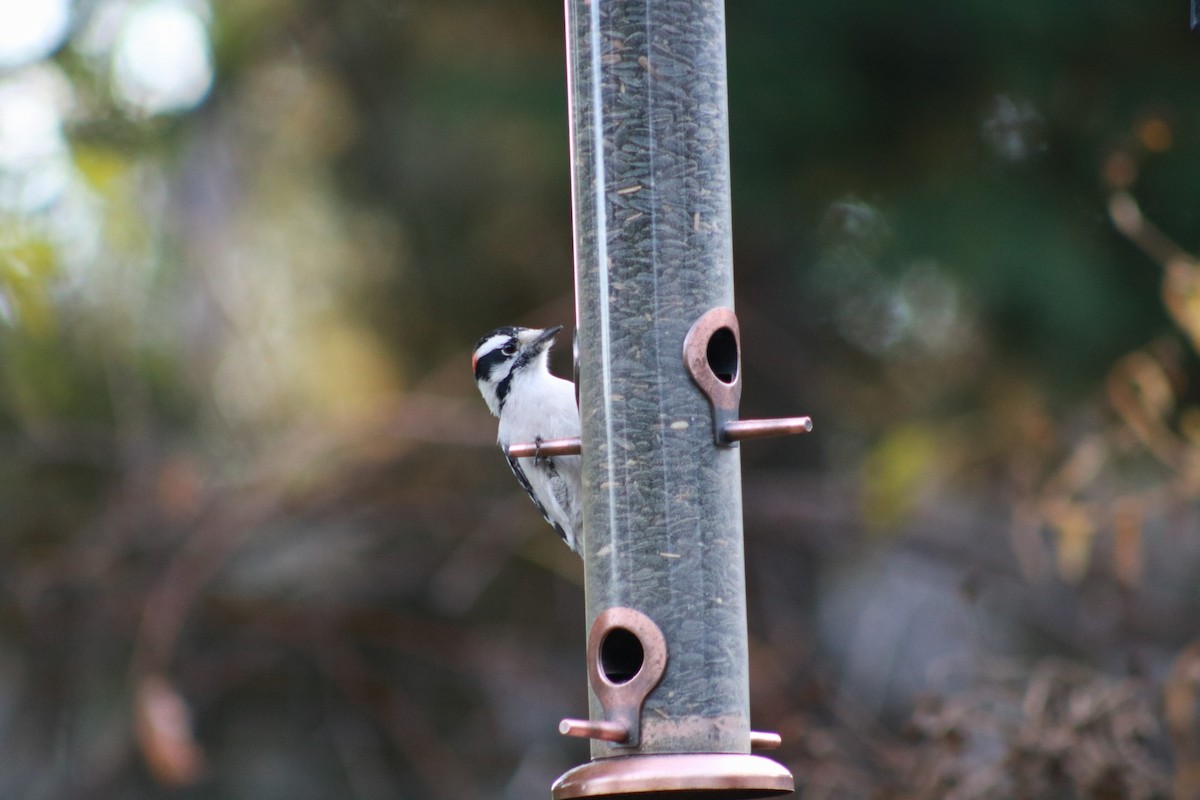 Pic mineur - ML644718249