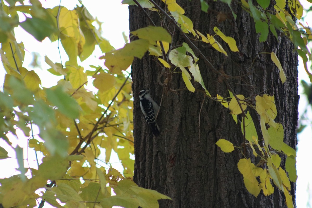 Pic mineur - ML644718250