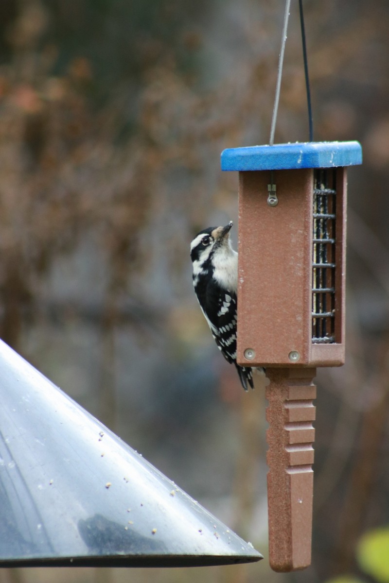 Pic mineur - ML644718251