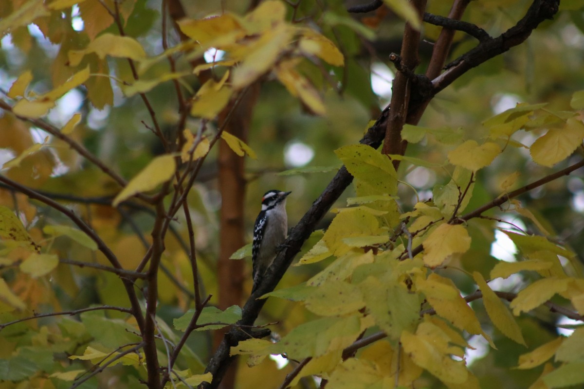 Pic mineur - ML644718252