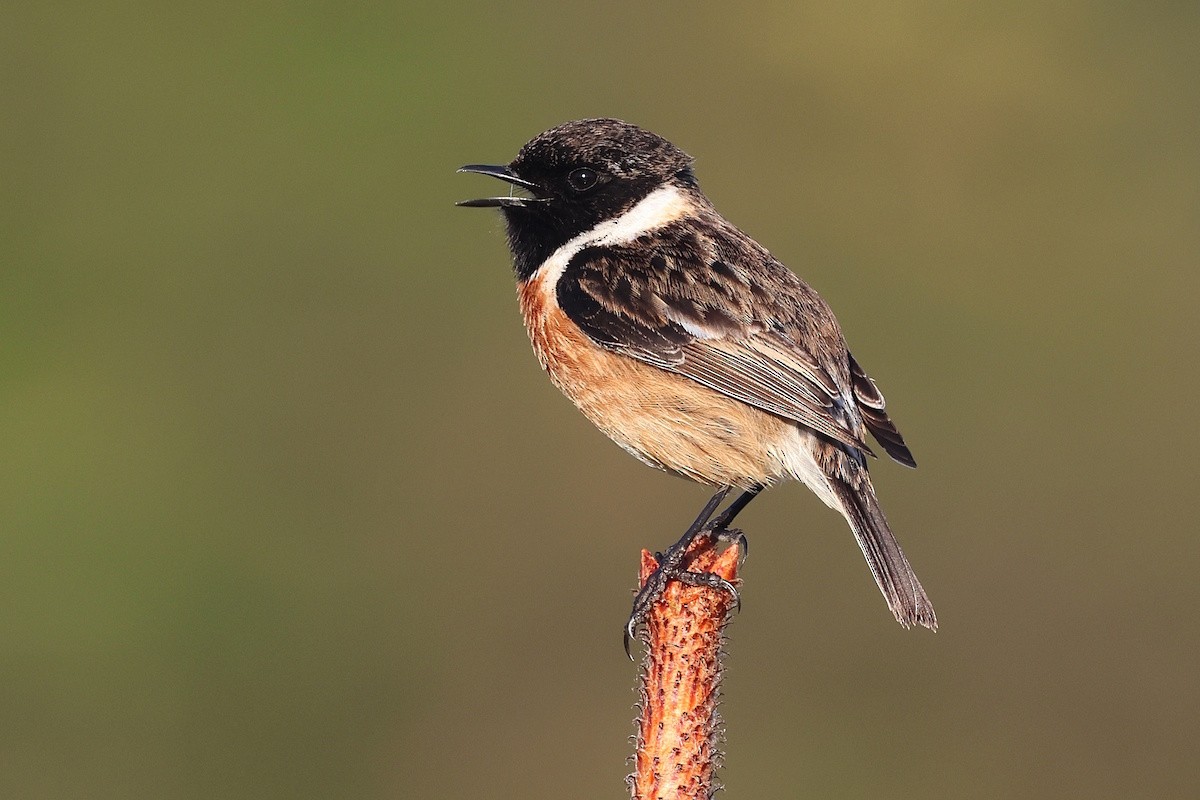 Taşkuşu - ML644718256