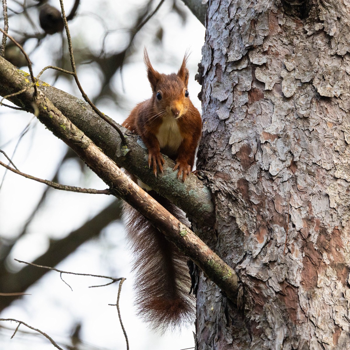Eurasian Red Squirrel - ML644718267