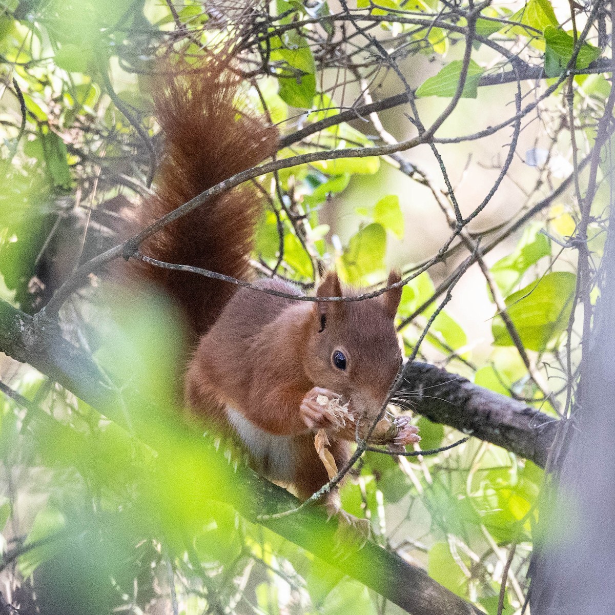 Eurasian Red Squirrel - ML644718268