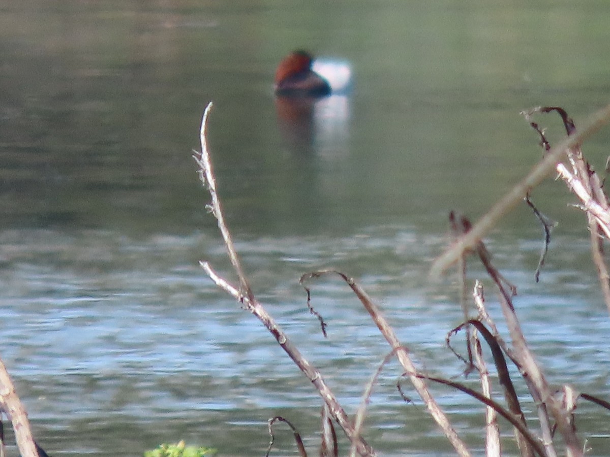 帆背潛鴨 - ML644718273