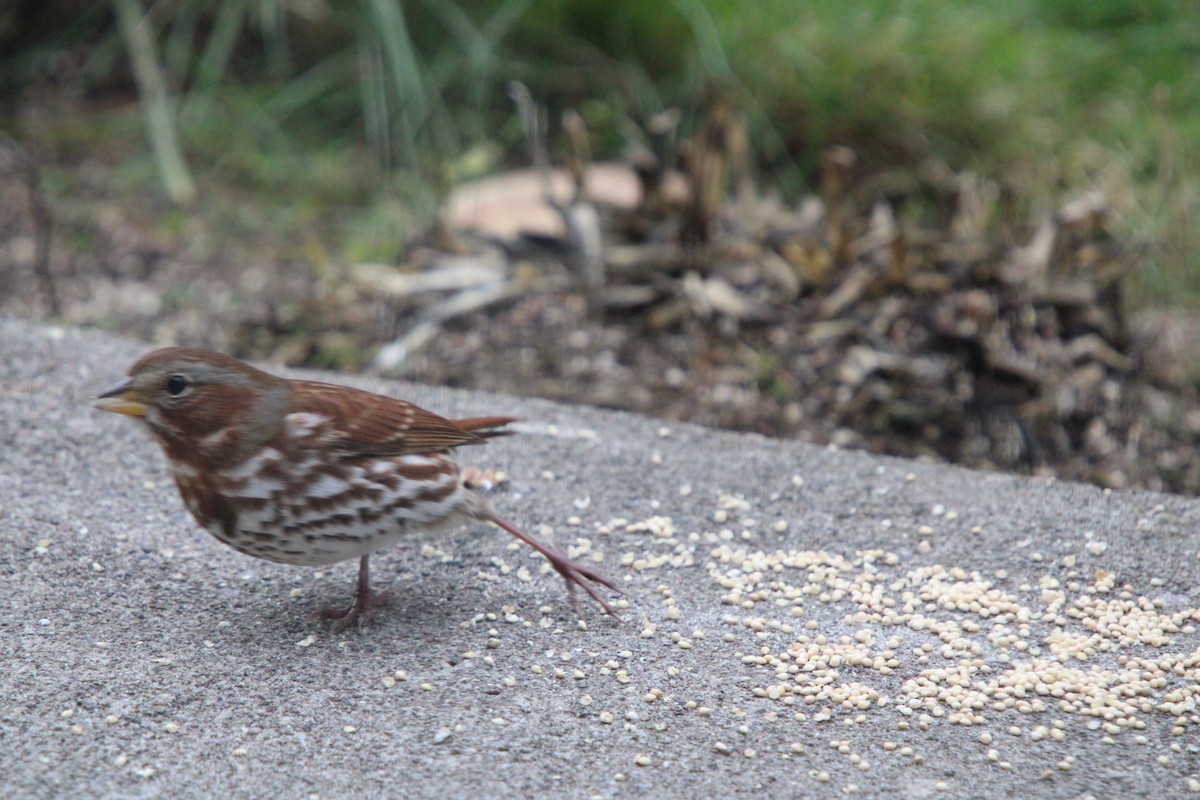 revespurv - ML644718276