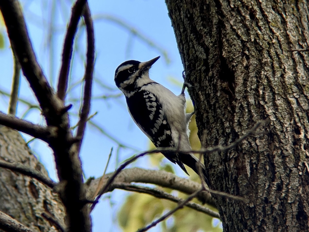 hårspett - ML644718279