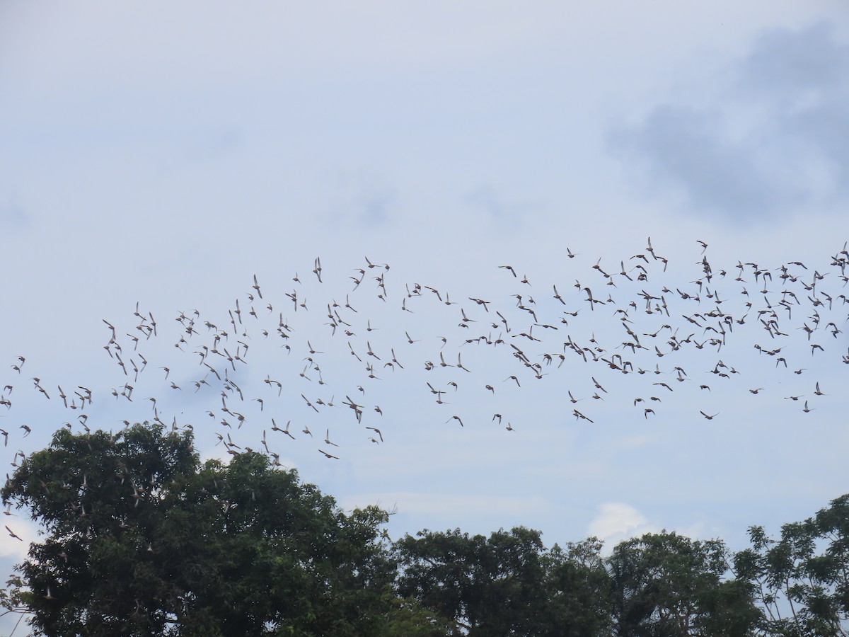 blåvingeand - ML644718281