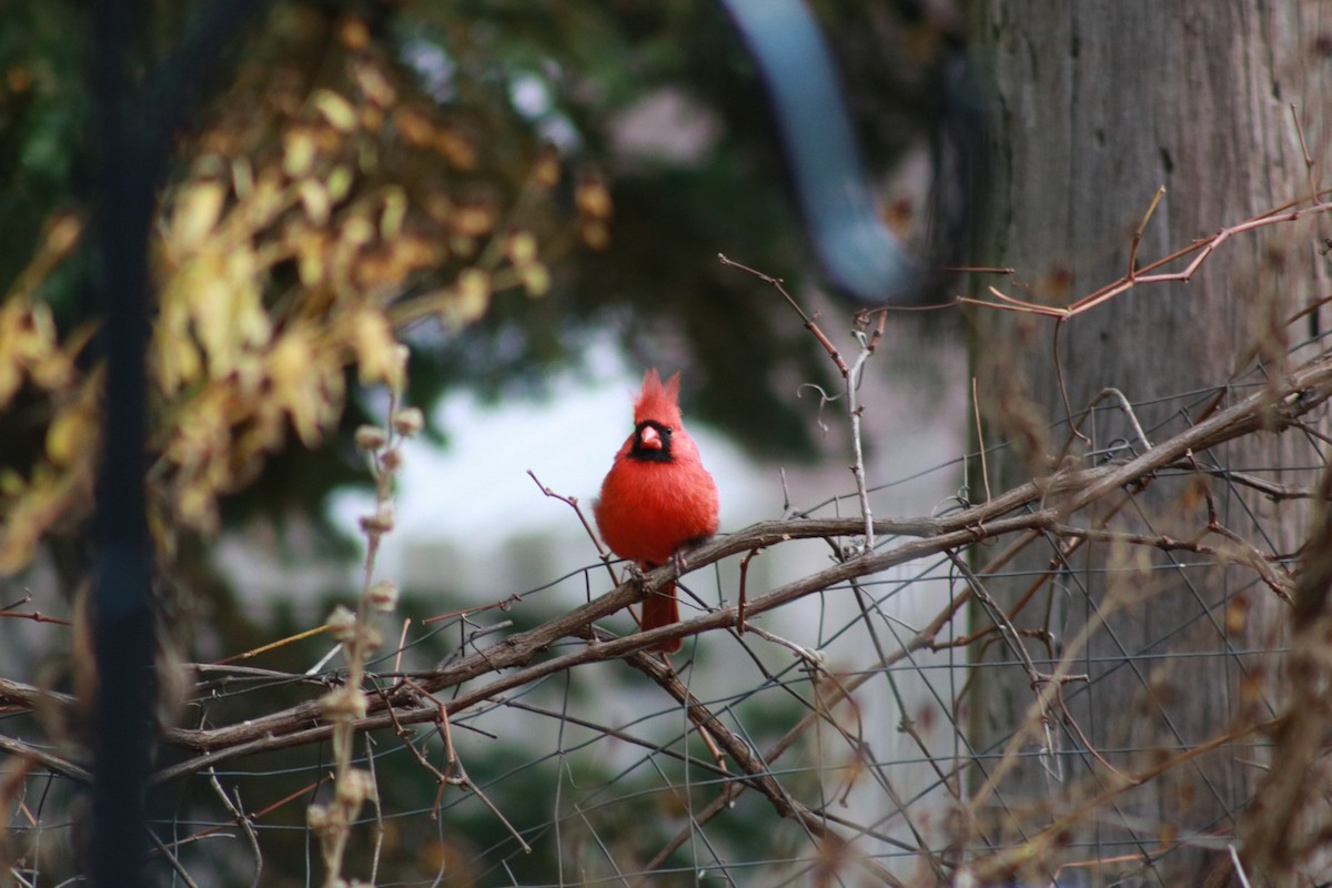 rødkardinal - ML644718282