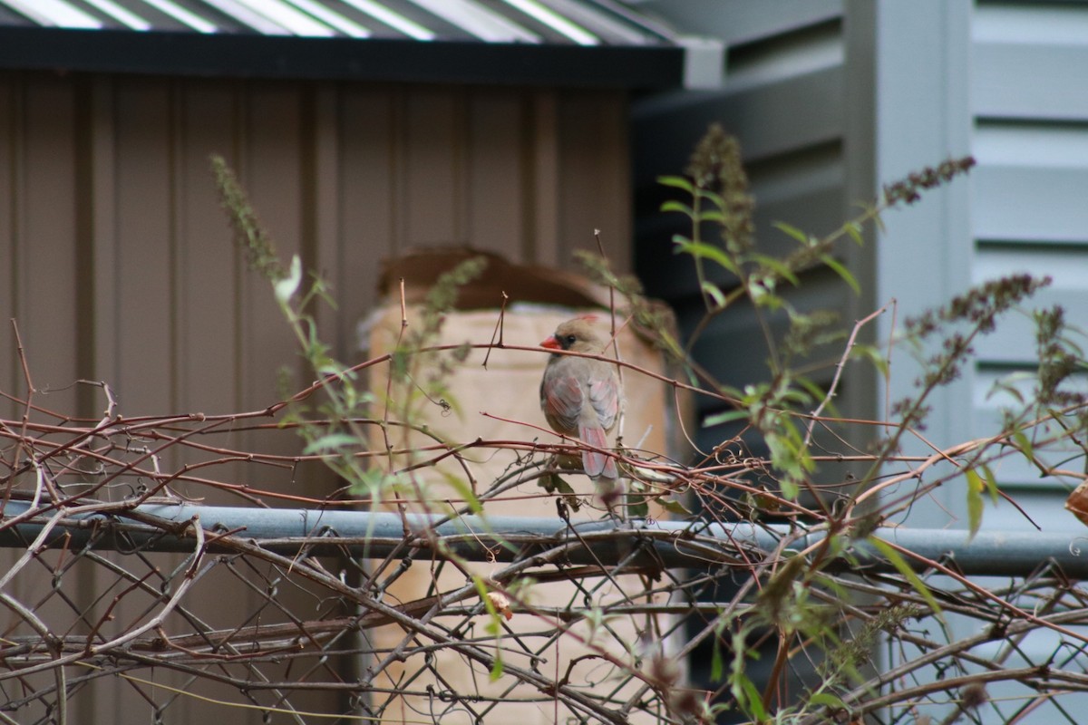 rødkardinal - ML644718283